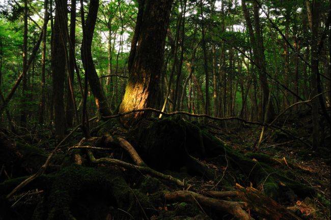 10.) Suicide Forest, Japan