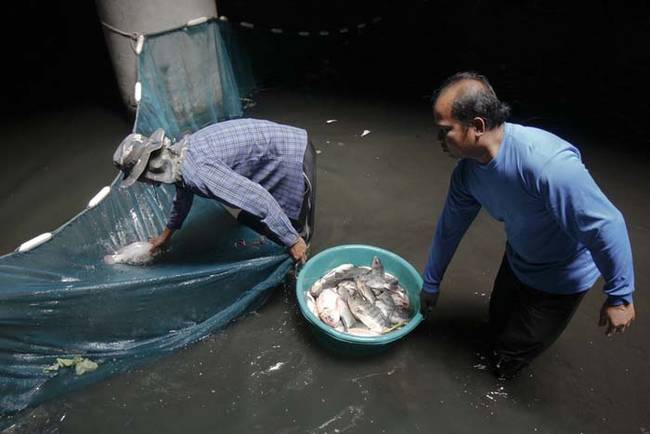 Now, with the fish being moved by the government, the end of an era has arrived. The city of Bangkok is demanding $306,000 from the owners of the building to completely demolish the abandoned mall once and for all.