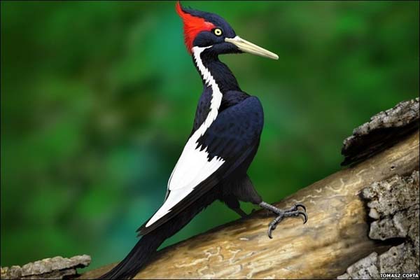 6.) Ivory-billed Woodpecker (1994)