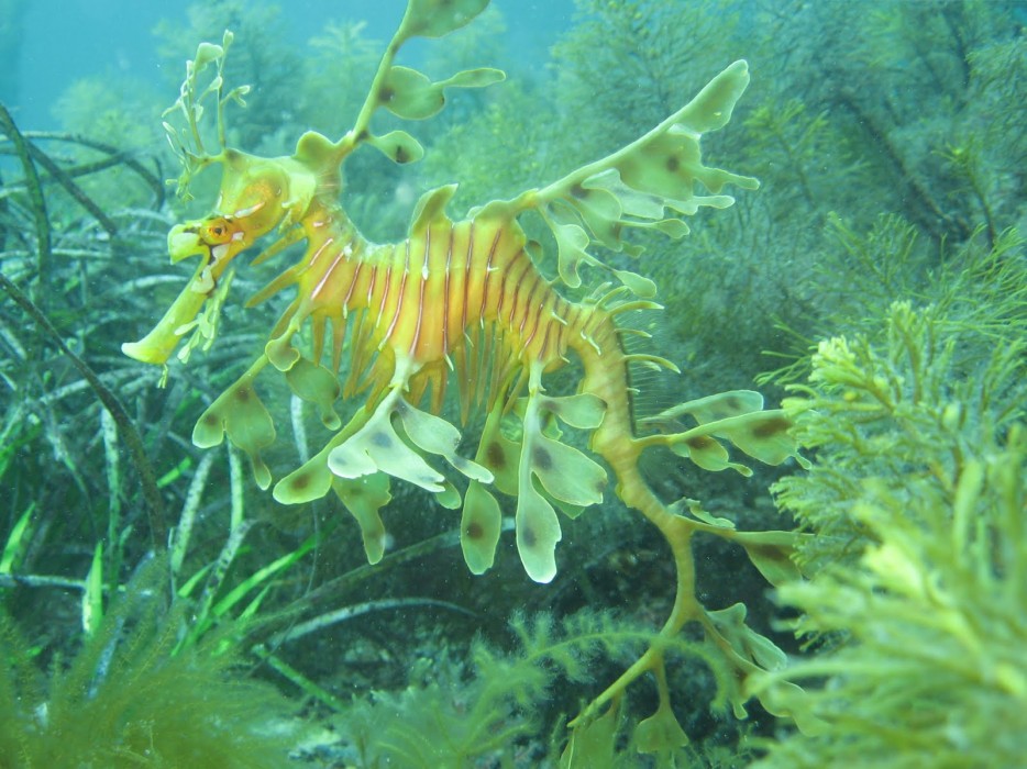 Leafy Sea Dragon