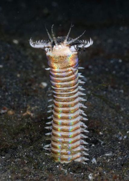 Using five antennae, the bobbit worm senses passing prey, snapping down on them with supremely muscled mouth parts, called a pharynx.