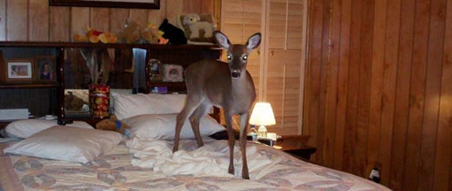 Sometimes she's up on the bed.