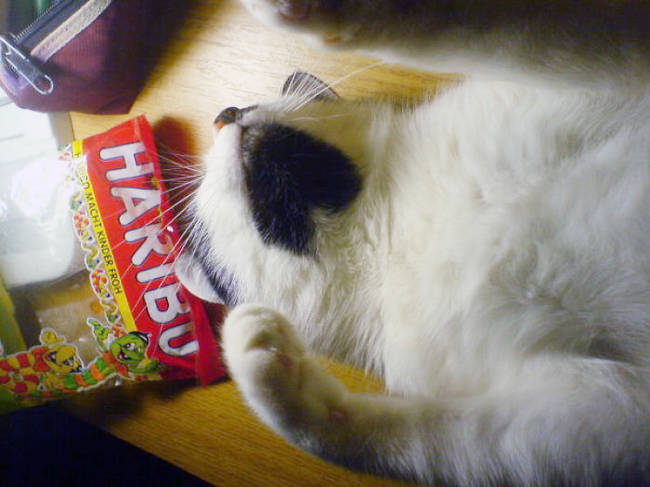 8.) Hopefully this lovely cat stayed out of those gummy worms.