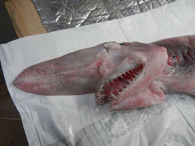 Goblin sharks are rarely caught by humans. The species dislikes sunlight and usually resides near the ocean floor, about 4,000 feet below the surface.