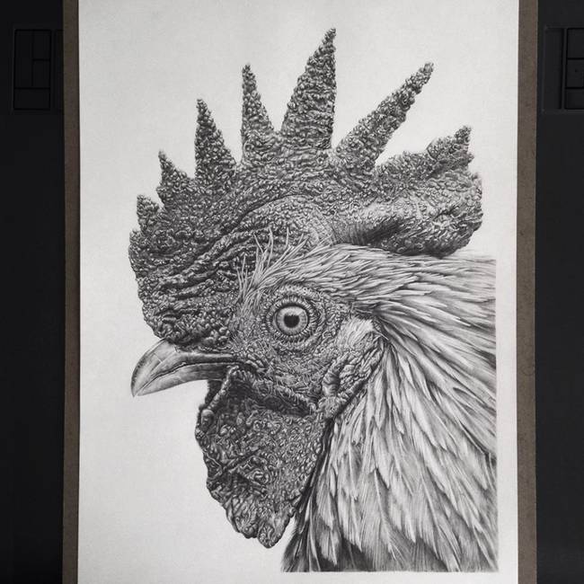 "Rooster"