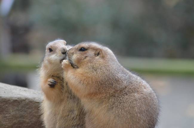 Are these prairie dogs giving each other eskimo kisses???