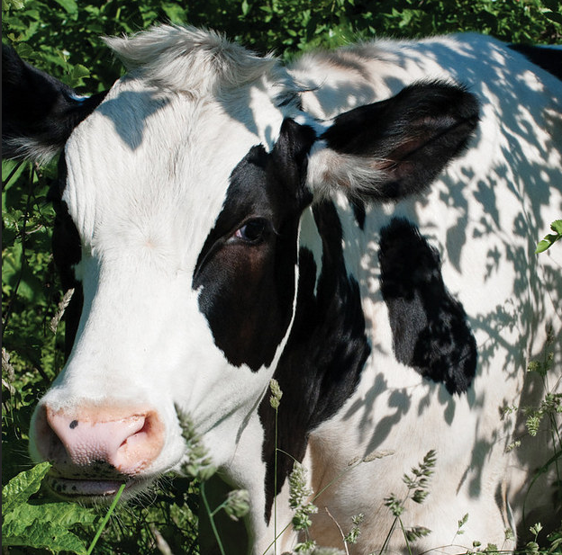 After: Because the farm was facing animal cruelty charges, PETA was able to purchase Peter and another male calf and send them both to a Cow Sanctuary.