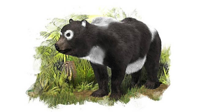 Pandas have been on Earth for around 2-3 million years.