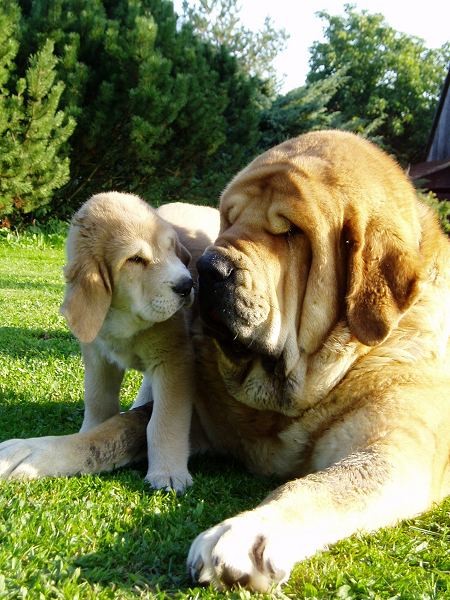 Spanish Mastiff