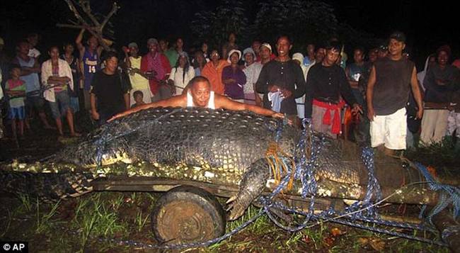 After an all day struggle they managed to trap the croc with steal nets, and drag it out of the small creek it was hiding in. The men then bound it up with tough rope and lifted it  onto the back of a truck with the help of a crane.