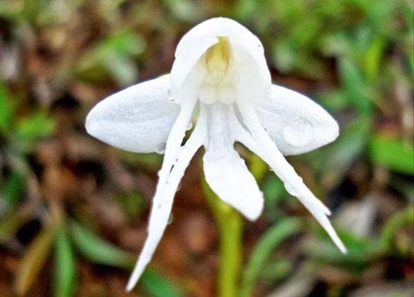 13.) Angel Orchid (Habenaria Grandifloriformis)