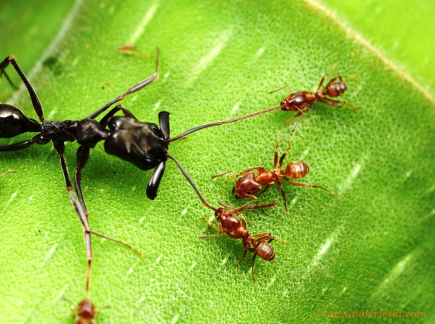 18.) Ants can have slaves who do their bidding.