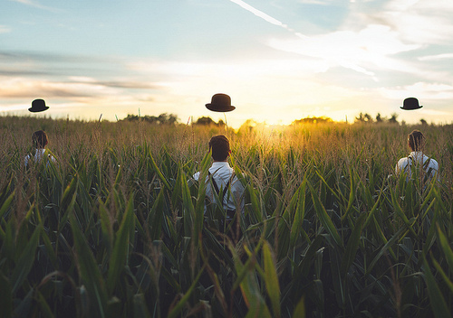 "Cornfield Sunset"