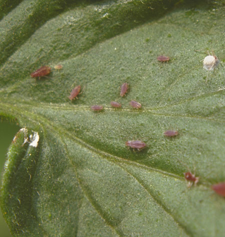 7.) Aphids