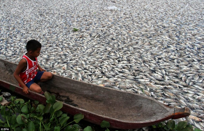 5.) Mass Fish Death - Indonesia