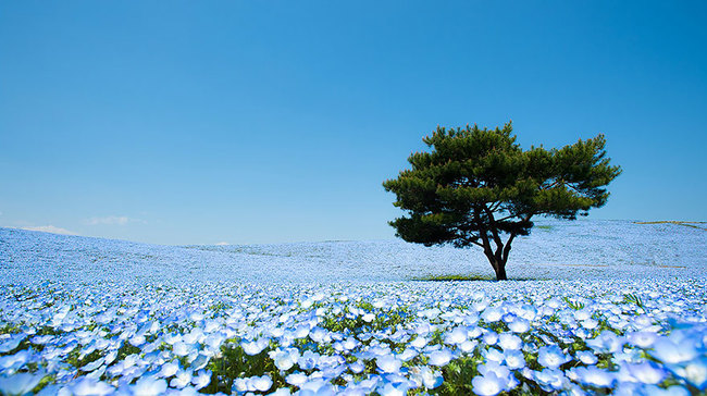 The Nemophila flowers in bloom.