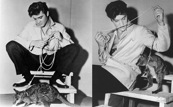 2.) Elvis and his pet kangaroo.