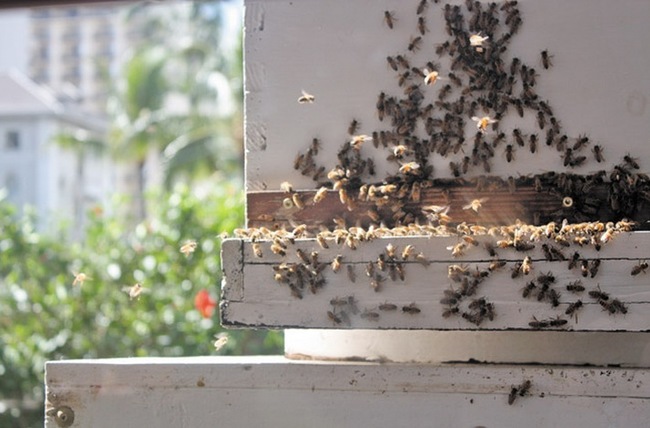 The head chef of the Waikiki Hyatt says there have been no complaints from the hotel guests because the bees are “worker bees” and are more interested in “blossoms” than your “fruity drinks,” which is exactly what someone would say if he was secretly a bunch of bees amassed together in the shape of a head chef of a hotel.