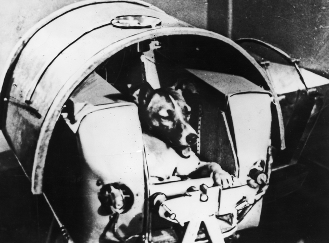 Laika the terrier-husky mix, seen here at the controls of her vessel, became the first animal to orbit the Earth in 1957.