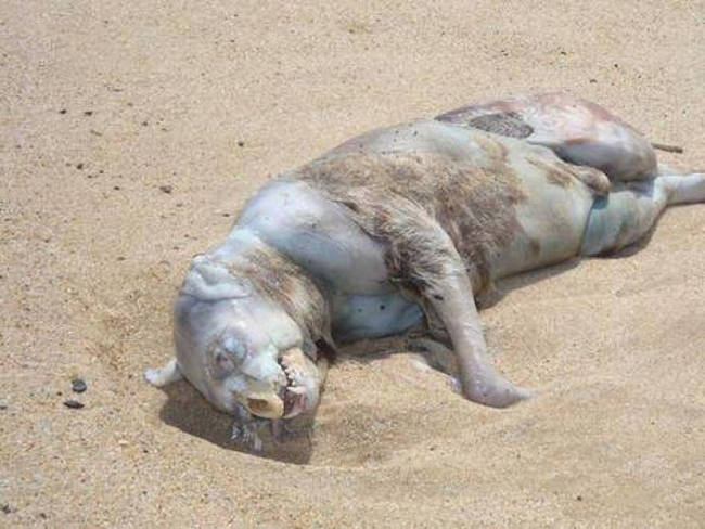 Montauk Monster