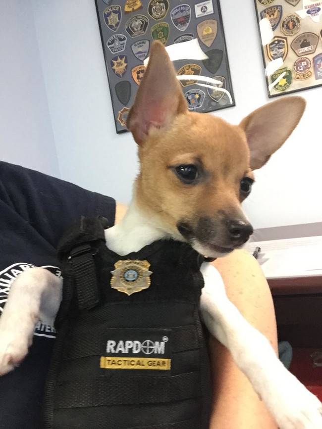 His role as a K9 unit has nothing to do with apprehending bad guys. Instead, it's all about brightening the days of the men and women on the force.