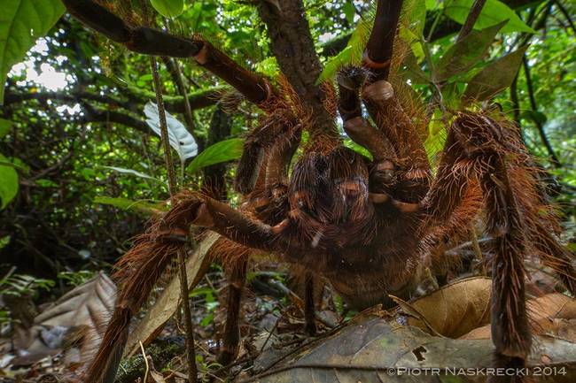 The South American Goliath birdeater, also known as the largest spider in the world.