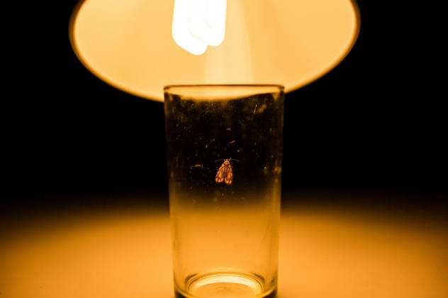 Moths are attracted to light, but scientists have no idea why.