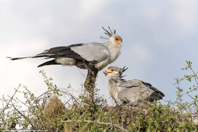 This baby secretary bird has grown up so fast - he looks EXACTLY like his mom already.