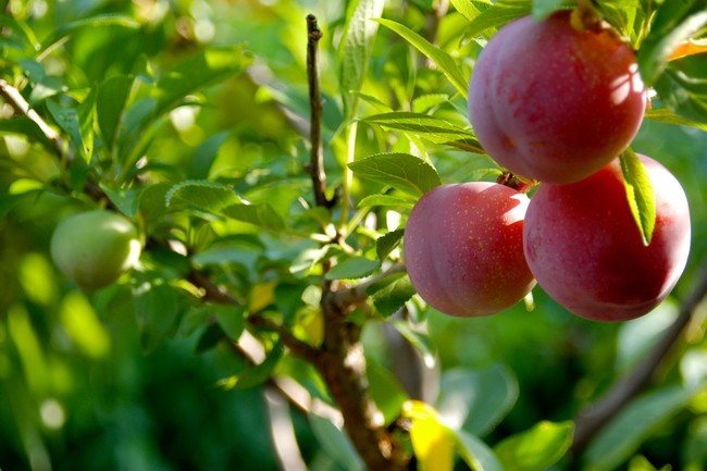 Using grafting techniques he learned while growing up on a Pennsylvania farm, Sam started genetically combining different species of stone fruit to make super trees.