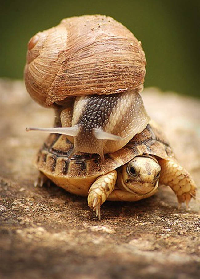 This snail decided to catch a ride on his slighter speedier buddy.