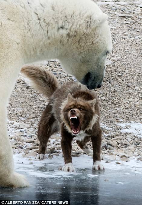 After seeing the scary barks and teeth of the dog, he grew less interested...