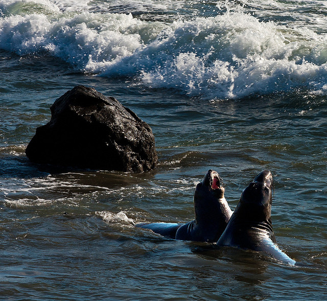 These two are about to get hit by a wave, probably adding fuel to their hilarious conversation.