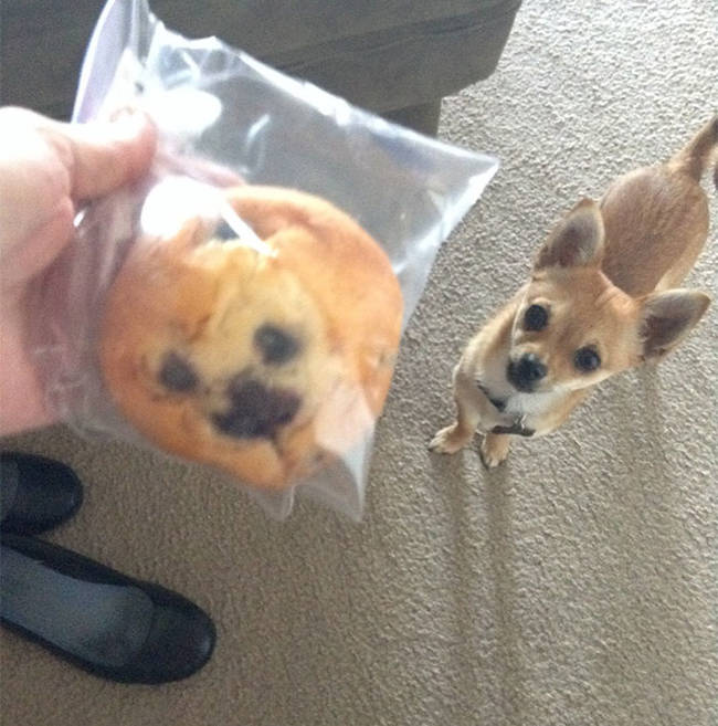 7.) Dog looks like a muffin
