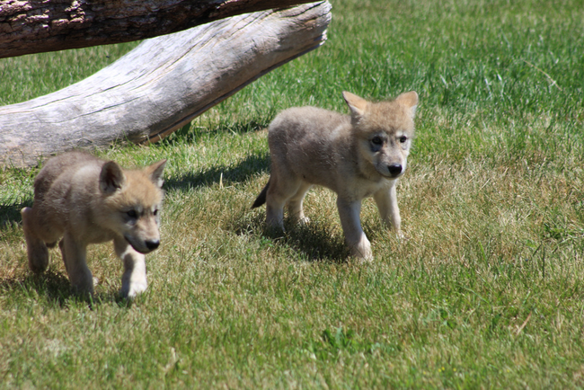 Wolves will leave babysitters with their cubs when the parents are required to leave for hunting.