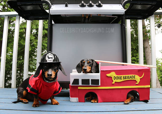 Your Halloween bbq is safe with the Doxie Brigade is on call.