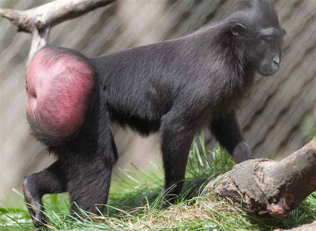 6.) Celebes Crested Macaque.