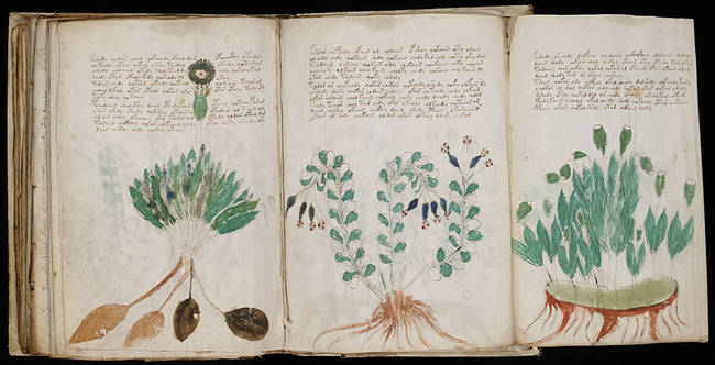 The manuscript even includes fold-out pages. We don't know what these plants are, but someone put a lot of time into creating their images.