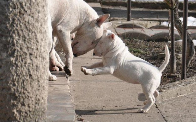 The first sense puppies learn is touch.