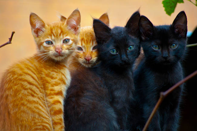 The term for a group of domestic cats is a "clowder."