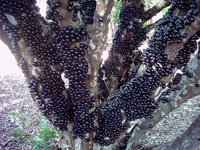 Their very unusual appearance is because their fruit grows directly out of the tree bark.