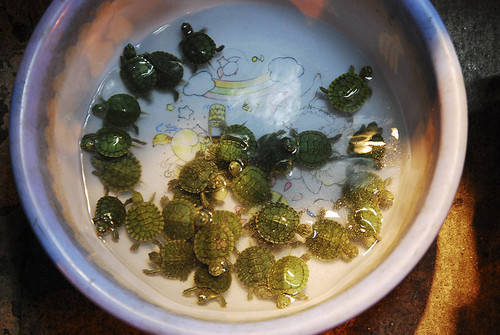 Tiny turtles take over a soup bowl.