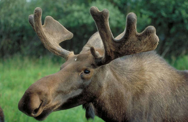 Jellied Moose Nose