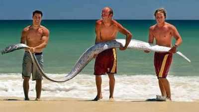 Sea Serpent: Stories of these terrifying sea creatures have been nightmare fuel for years, but they likely stem from sightings of the rare oarfish which typically dwell much deeper in the ocean.