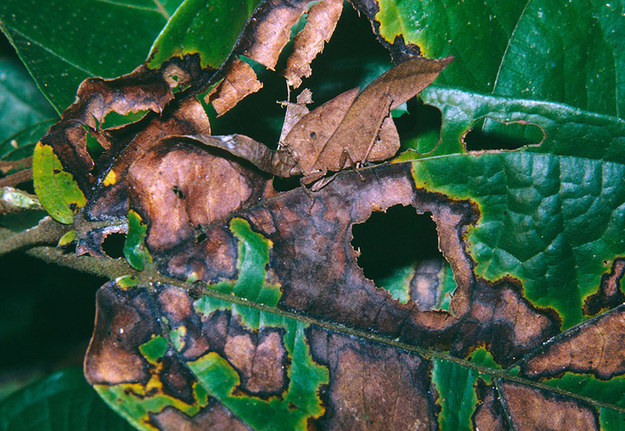 3.) This covert short-horned grasshopper: