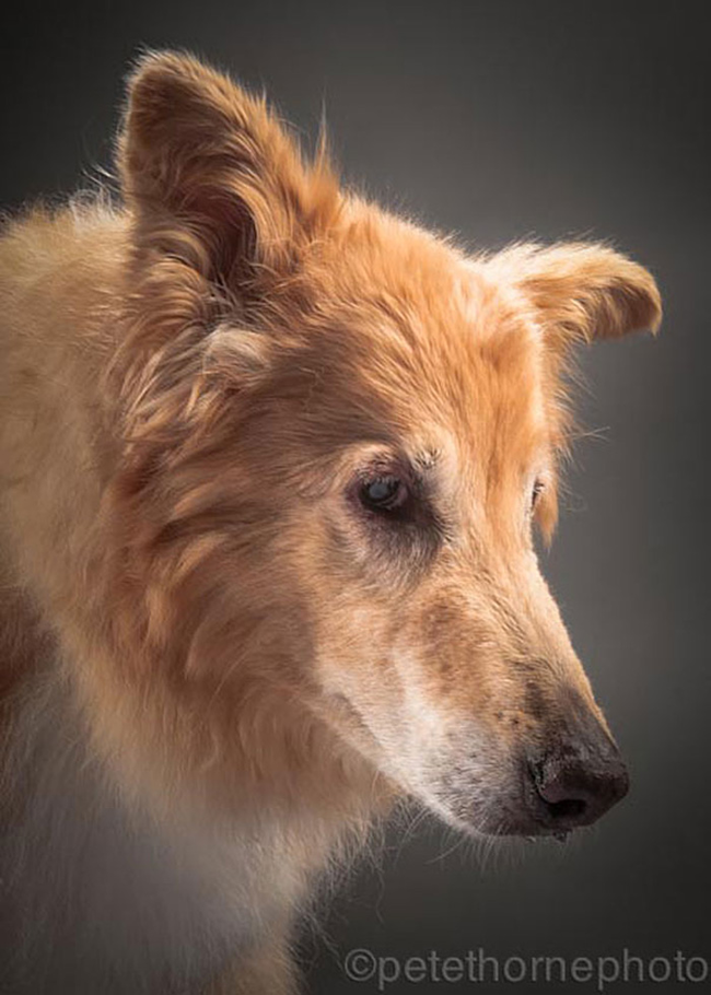 Clovis, 14 years old. He sadly passed away not long after the photoshoot.