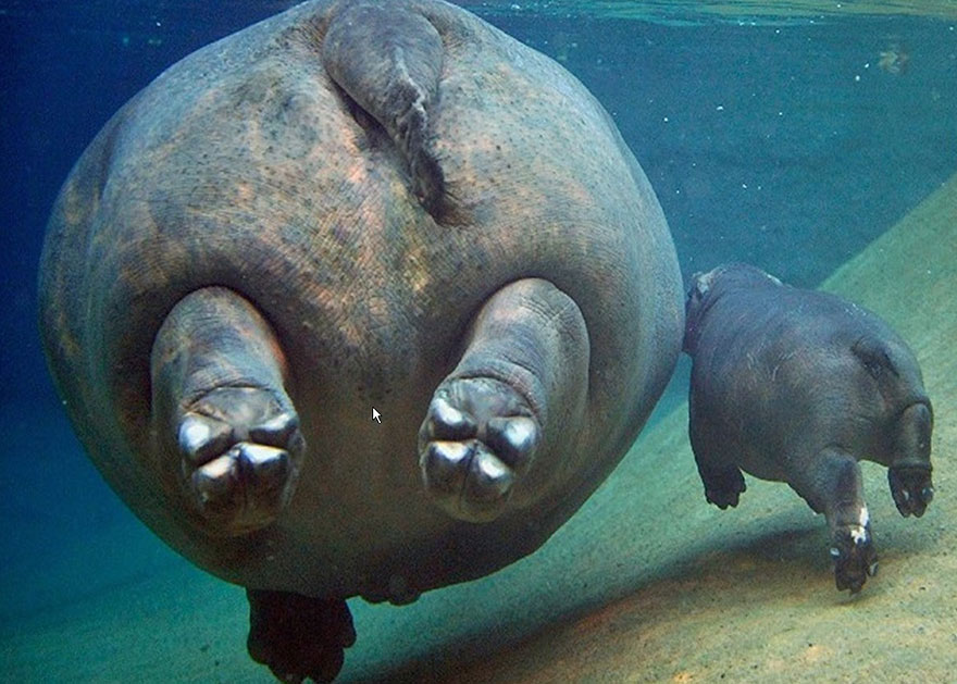 19.) There’s just something about baby hippos that gets me.