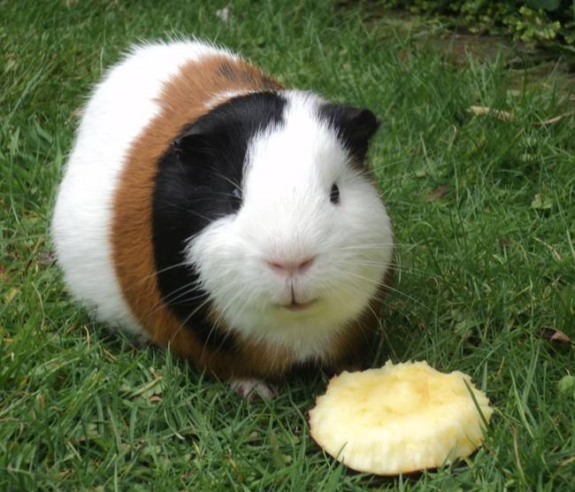 Guinea Pig