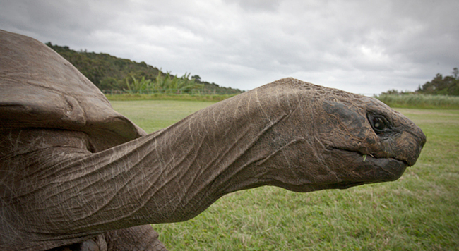 And although he's probably the oldest land animal currently living, he isn’t the oldest ever – other tortoises have lived longer, with one unconfirmed tortoise in India that may have lived up to as many as 250 years of age.