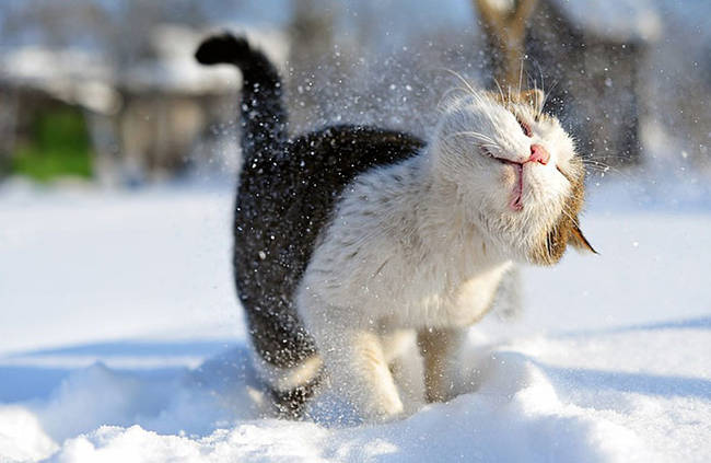 Yup...cats hate snow, too.