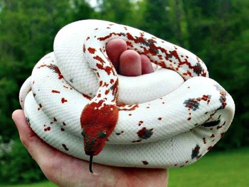 Dominican Red Mountain Boa